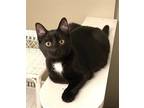 Adopt Sassy a Black & White or Tuxedo Domestic Shorthair / Mixed cat in