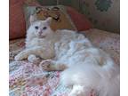 Adopt Everest a White Turkish Angora (long coat) cat in Polk, OH (41258534)