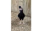 Adopt Ollie a Chicken bird in Houston, TX (41258520)