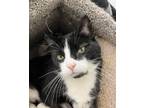 Adopt Sprocket a All Black Domestic Longhair / Domestic Shorthair / Mixed cat in