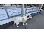 Adopt Dane a White - with Brown or Chocolate Anatolian Shepherd / Mixed dog in