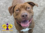 Adopt Bones a Brown/Chocolate Mixed Breed (Large) / Mixed dog in Georgetown