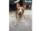 Adopt Kinsley a Red/Golden/Orange/Chestnut American Pit Bull Terrier / Mixed dog