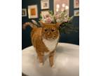 Adopt Max a Orange or Red Tabby American Shorthair / Mixed (medium coat) cat in