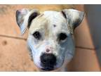 Adopt Lanie a White Mixed Breed (Medium) / Mixed dog in Newton, KS (41187435)