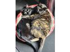 Adopt Rubi & Luci a Tortoiseshell American Shorthair / Mixed (short coat) cat in