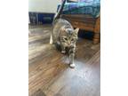 Adopt Bootsie a Gray, Blue or Silver Tabby Domestic Shorthair / Mixed cat in