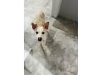Adopt Bella a White - with Tan, Yellow or Fawn Carolina Dog / Carolina Dog /