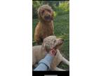 Adopt Dexter a Red/Golden/Orange/Chestnut Goldendoodle / Mixed dog in Vinton