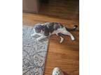 Adopt Liam a Gray or Blue (Mostly) American Shorthair / Mixed (short coat) cat