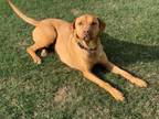 Adopt Quin a Brown/Chocolate Labrador Retriever / Mixed dog in Springdale