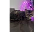 Adopt Ava a Spotted Tabby/Leopard Spotted Bengal / Mixed (medium coat) cat in