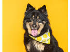 Adopt Gypsy a Black Chow Chow / Shepherd (Unknown Type) / Mixed (short coat) dog