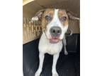 Adopt Wren a Brindle - with White American Pit Bull Terrier / Mixed dog in