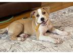 Adopt Nala a White - with Tan, Yellow or Fawn Labrador Retriever / Pit Bull