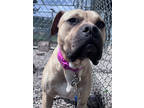 Adopt Clover a Tan/Yellow/Fawn Mixed Breed (Large) / Mixed dog in Missoula