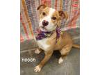 Adopt Hooch a American Pit Bull Terrier / Mixed dog in Gautier, MS (41255143)