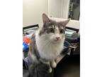 Adopt Dunkin a Gray or Blue Domestic Longhair / Mixed (long coat) cat in Tucson