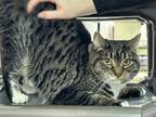 Adopt Little Cat a Domestic Shorthair / Mixed cat in Poughkeepsie, NY (41258073)