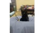 Adopt Boo a All Black Domestic Shorthair (short coat) cat in Victoria