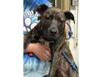 Adopt CoCo a Brown/Chocolate Mixed Breed (Large) / Mixed dog in North Myrtle