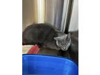 Adopt Selena a Gray or Blue Domestic Shorthair / Domestic Shorthair / Mixed cat