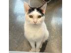 Adopt Buster a White Domestic Shorthair / Domestic Shorthair / Mixed cat in