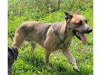 Adopt Tubby a Australian Cattle Dog / Mixed dog in Garden City, NY (39941640)