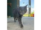 Adopt Fluffy a Gray or Blue Domestic Shorthair / Domestic Shorthair / Mixed cat