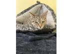 Adopt Belle a Brown Tabby Domestic Shorthair / Mixed Breed (Medium) / Mixed