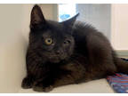 Adopt Rico/Monkey (Available In Foster Care) a All Black Domestic Shorthair /