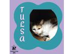 Adopt Tulsa a White Domestic Shorthair / Domestic Shorthair / Mixed cat in