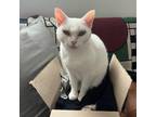 Adopt Snowball a White Domestic Shorthair (short coat) cat in Toronto