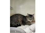 Adopt Hippie a Brown Tabby Domestic Shorthair / Mixed (short coat) cat in