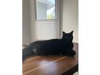 Adopt Walter a Black (Mostly) Bombay / Mixed (short coat) cat in Forest Park