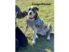 Adopt Gingerbread a Gray/Silver/Salt & Pepper - with White Mixed Breed (Medium)