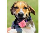 Adopt January a Tricolor (Tan/Brown & Black & White) Hound (Unknown Type) /