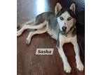 Adopt Sasha a Black - with White Husky dog in San Antonio, TX (41257010)