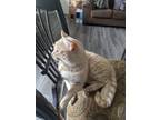 Adopt Franchesco a Orange or Red Tabby Tabby / Mixed (medium coat) cat in