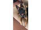 Adopt Luna a Tan/Yellow/Fawn - with Black Belgian Malinois / Mixed dog in