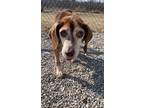 Adopt GUS a Brown/Chocolate - with Tan Beagle / Mixed dog in Port Clinton