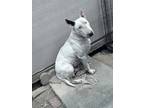 Adopt Ziggy a White - with Brown or Chocolate Bull Terrier / Mixed dog in San