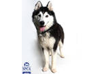 Adopt Lobo a Black Husky / Mixed Breed (Medium) / Mixed (short coat) dog in