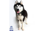 Adopt Lobo a Black Husky / Mixed dog in Fresno, CA (41257530)
