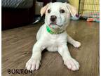 Adopt Burton a White Mixed Breed (Small) / Mixed Breed (Medium) / Mixed (short