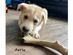 Adopt Aerie a Red/Golden/Orange/Chestnut Mixed Breed (Large) / Mixed dog in