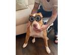 Adopt Rosie a Red/Golden/Orange/Chestnut American Pit Bull Terrier / Mixed dog