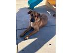 Adopt Jackson a Tan/Yellow/Fawn - with White Labrador Retriever / Mixed dog in