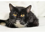 Adopt Bourne a All Black Domestic Shorthair / Domestic Shorthair / Mixed cat in