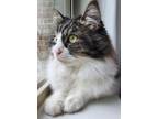 Adopt Sneakers a Black & White or Tuxedo Siberian / Mixed (long coat) cat in